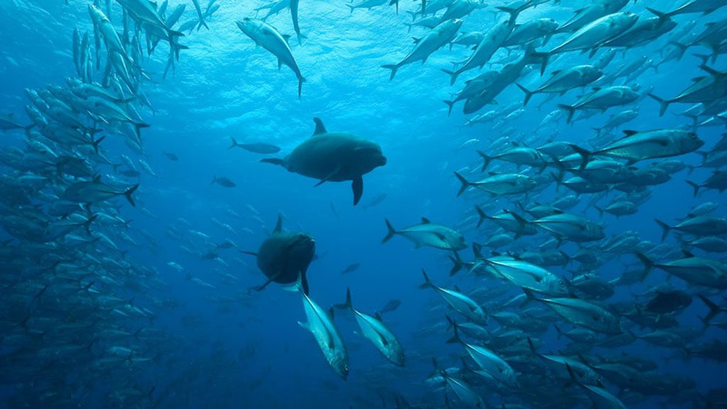 Diving Cocos Island by liveaboard offers some of the most spectacular dive sites in the world; most famous for its huge congregations of hammerhead sharks