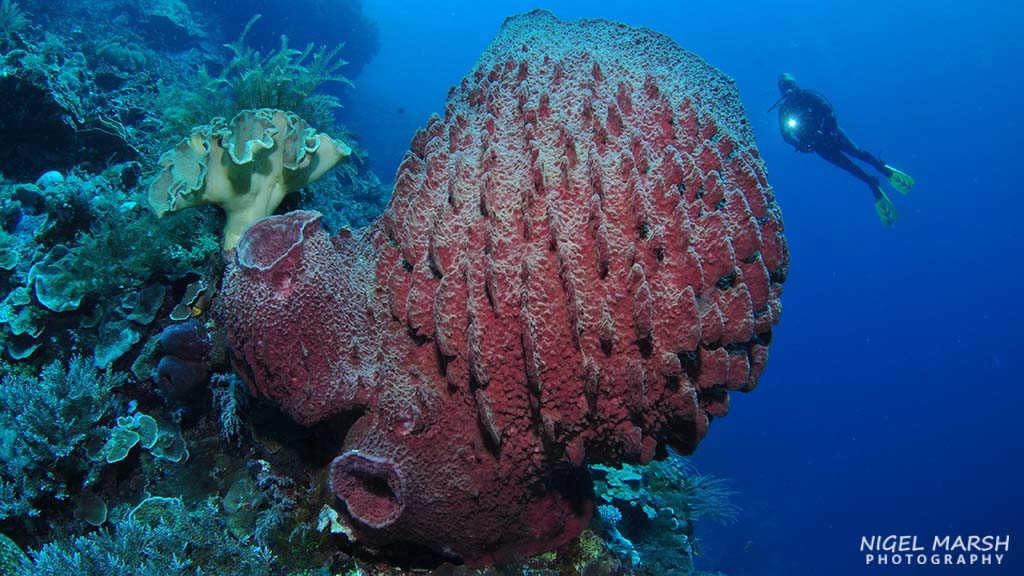 Washed by the nutrient-rich waters of the Banda Sea diving Timor Leste offers a diversity of dive sites, experiences and marine life from macro to big stuff