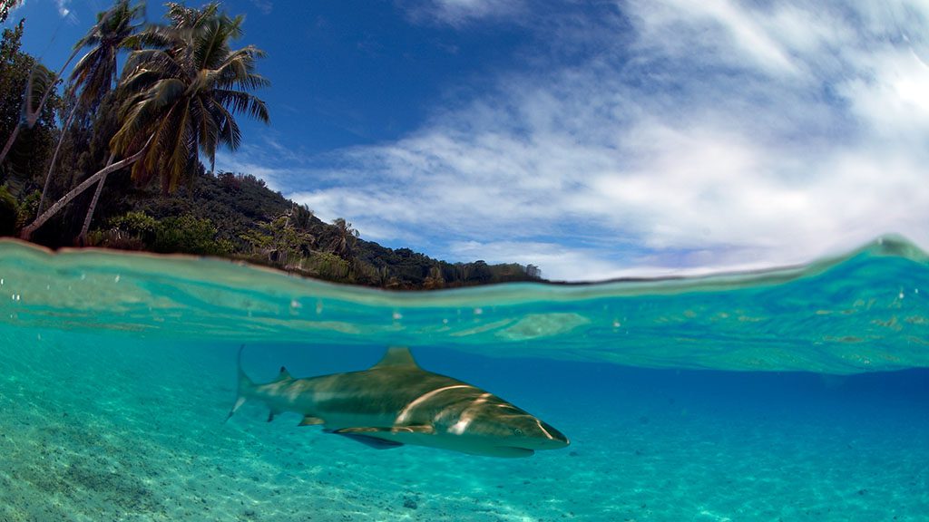 Diving French Polynesia offers some of the word’s healthiest and pristine reefs. Highlights include Rangiroa, the famous grouper aggregation and sharks of Fakarava and humpback whales at Moorea.