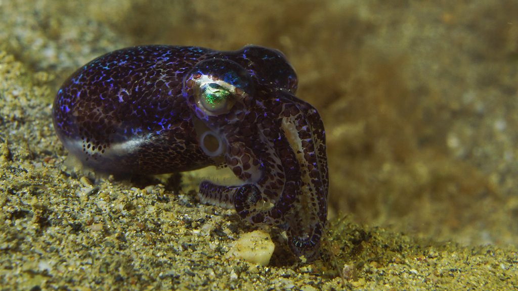 6 dive timor lorosae timor leste bobtail squid
