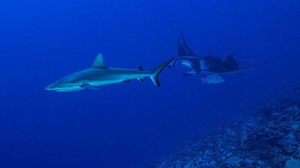 Diving French Polynesia offers some of the word’s healthiest and pristine reefs. Highlights include Rangiroa, the famous grouper aggregation and sharks of Fakarava and humpback whales at Moorea.