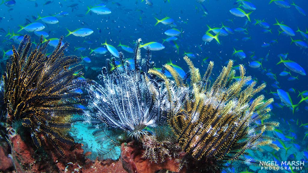 Washed by the nutrient-rich waters of the Banda Sea diving Timor Leste offers a diversity of dive sites, experiences and marine life from macro to big stuff