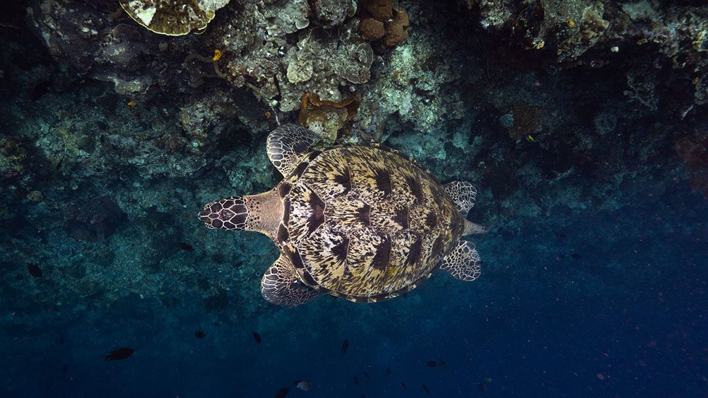 6 murex manado north sulawesi indonesia bunaken wall turtle