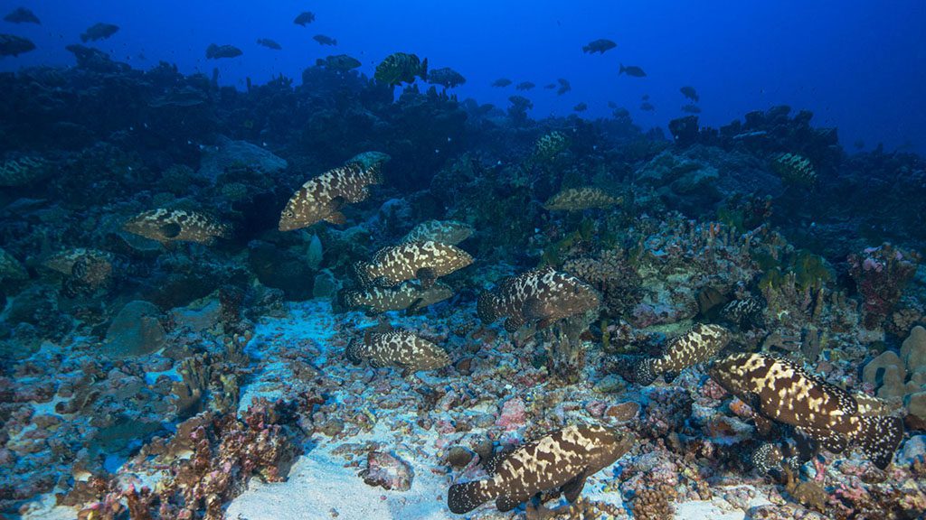 Diving French Polynesia offers some of the word’s healthiest and pristine reefs. Highlights include Rangiroa, the famous grouper aggregation and sharks of Fakarava and humpback whales at Moorea.