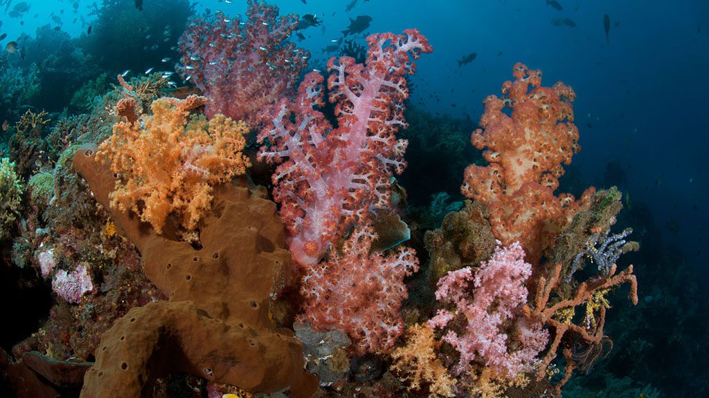 7 murex manado north sulawesi indonesia bunaken soft coral