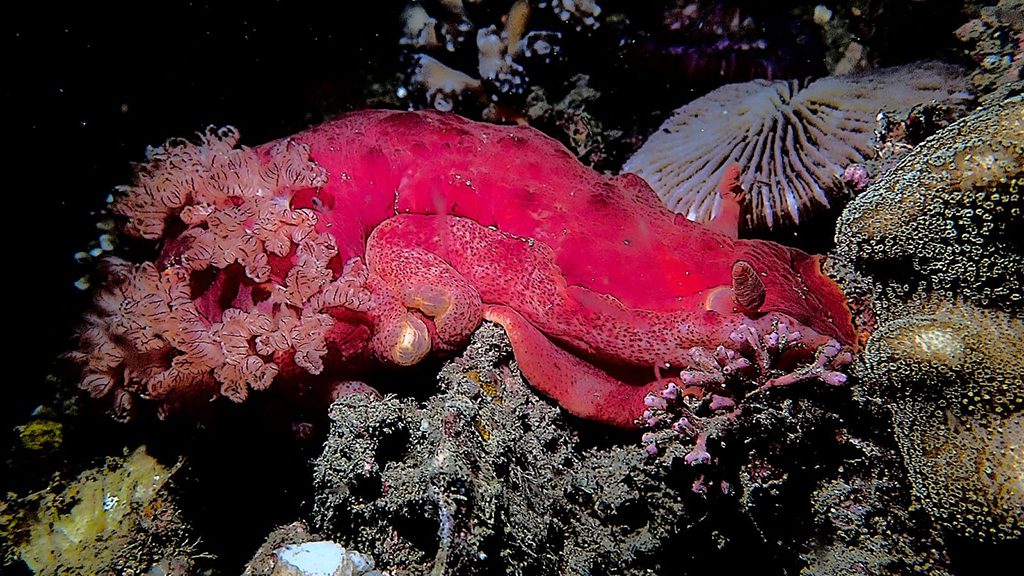 8 dive timor lorosae timor leste spanish dancer