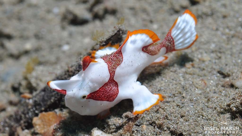 8 Diving Timor-Leste | East Timor diving frogfish