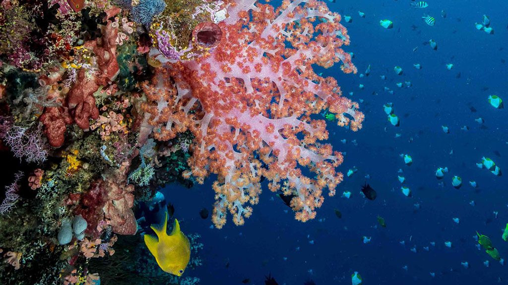 8 murex manado north sulawesi indonesia bunaken soft coral