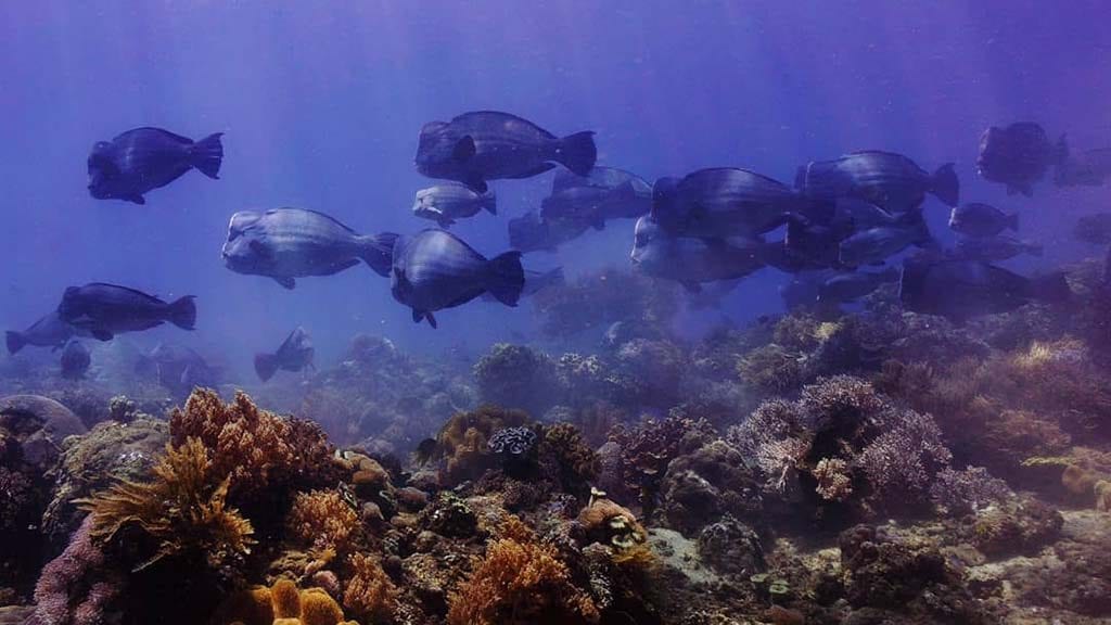 9 Dive Timor Lorosae, Dili, Timor Leste | Dive East Timor bumphead parrot fish