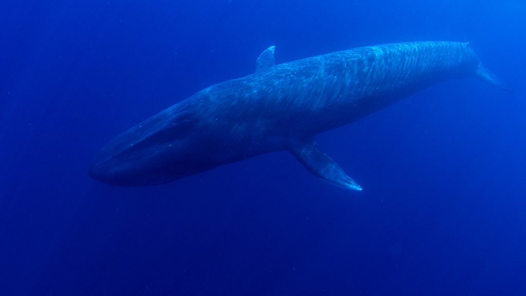 9 dive timor lorosae timor leste pygmy blue whale