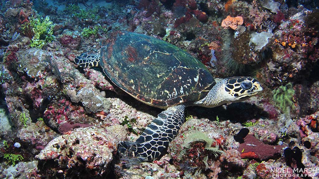 Washed by the nutrient-rich waters of the Banda Sea diving Timor Leste offers a diversity of dive sites, experiences and marine life from macro to big stuff