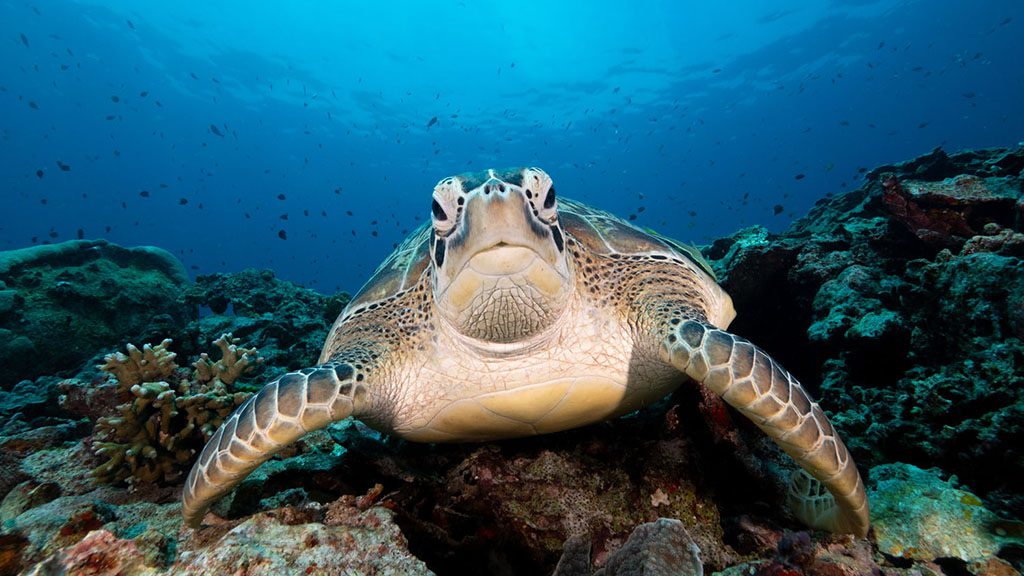 9 murex manado north sulawesi indonesia bunaken turtle