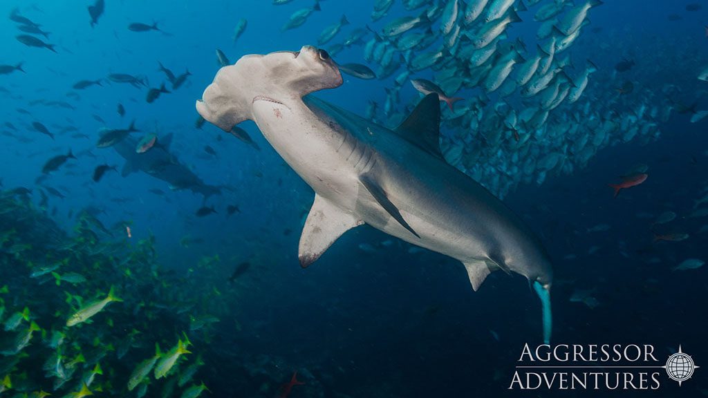 Okeanos Aggressor 1 liveaboard takes divers to Cocos Island in Costa Rica, one of the best places in the world for diving with hammerhead sharks and other pelagic marine life.