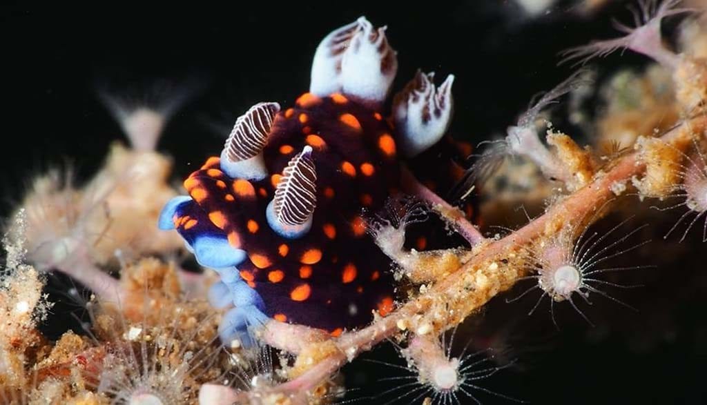 Lembeh muck diving special – save 20%