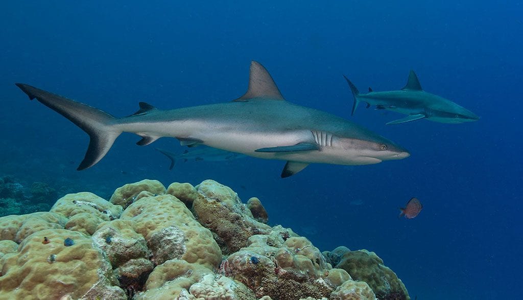 Diving palau ocean hunter grey reef shark jj35986dd