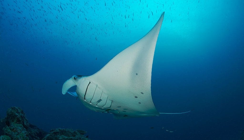 Diving palau ocean hunter manta jj31930dd