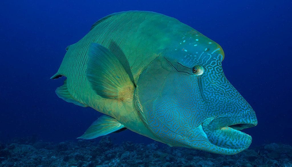 Diving palau ocean hunter maori wrasse jj31698dd