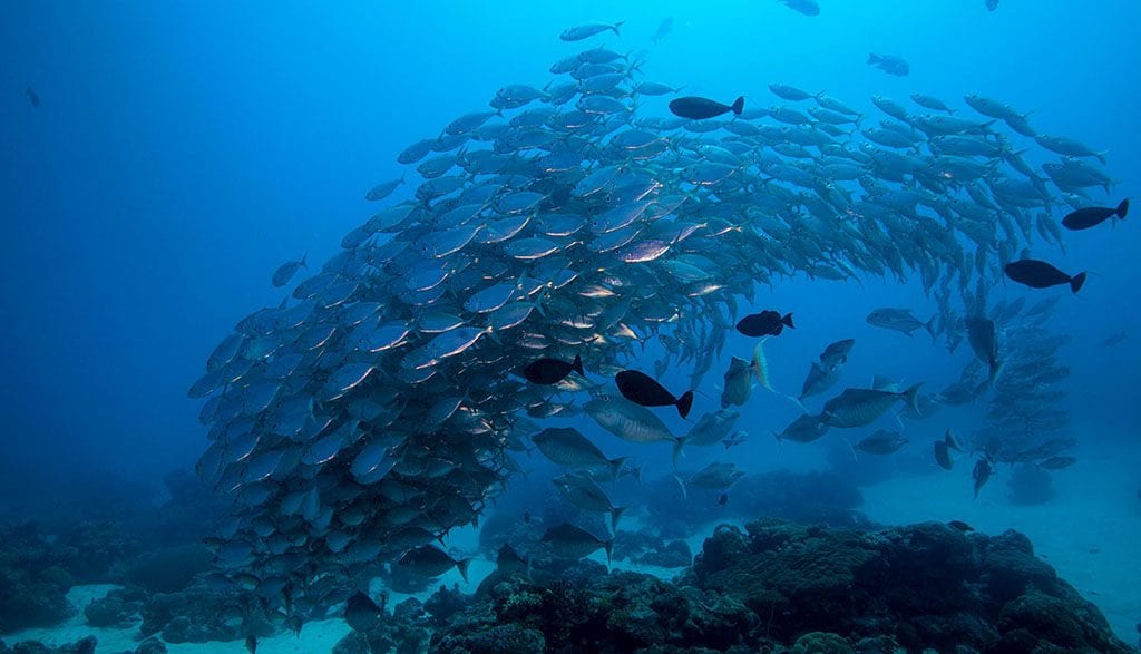 Diving palau ocean hunter schooling jack fish 2 jj34097dd