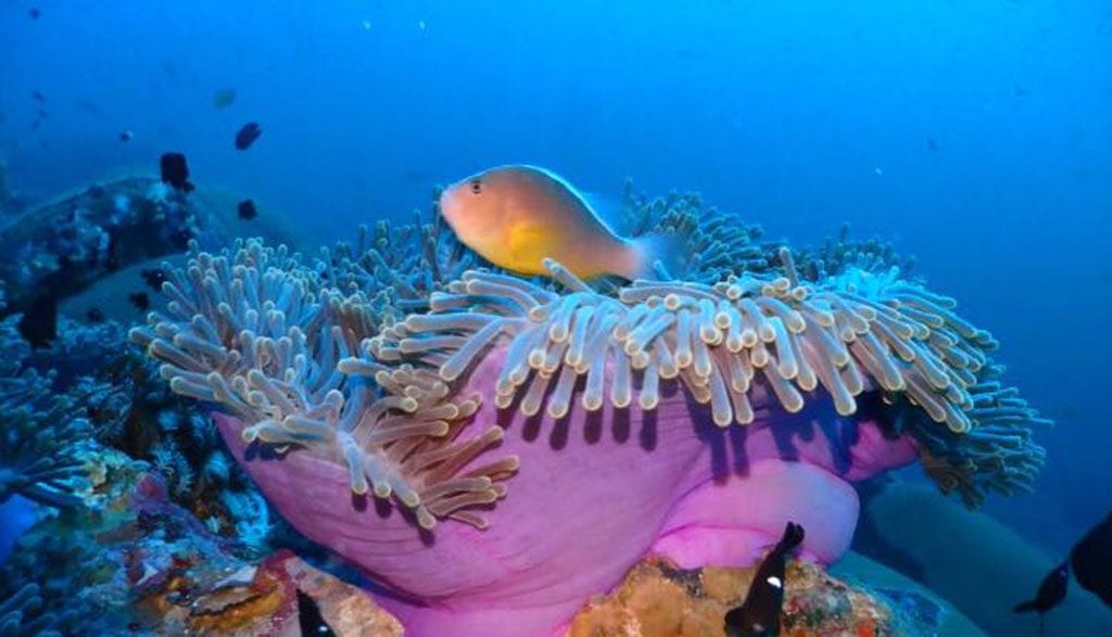 Infiniti liveaboard Philippines | Diving Malapascua, Visayas, Tubbataha anemone