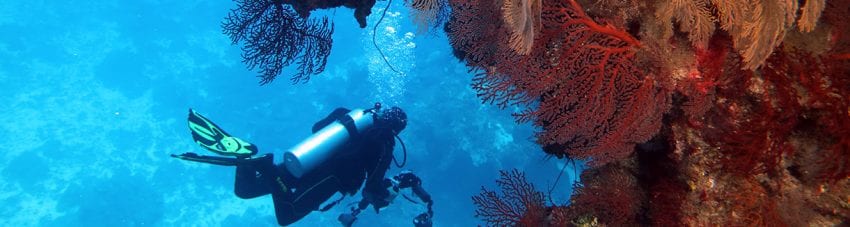 Life (and lots of it) on the Great Barrier Reef