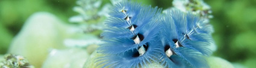 A Very Merry Christmas Tree Worm!