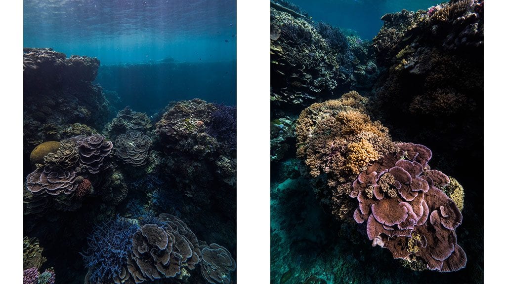 Diving tanna blue hole 2 coral gardens 4
