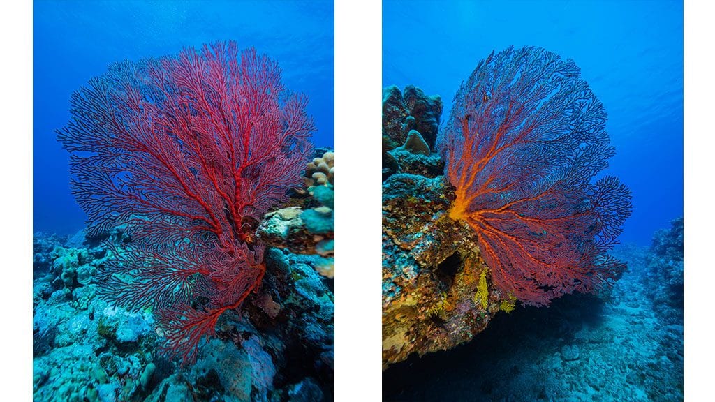 Diving tanna sea fans