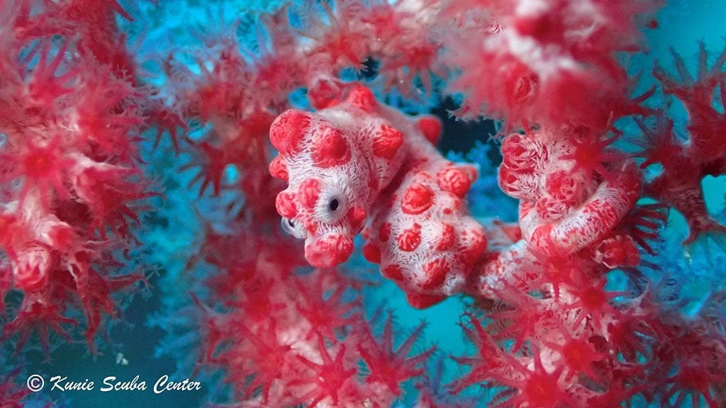 Diving new caledonia isle of pines kunie dive center pygmy sea horse on sea fan