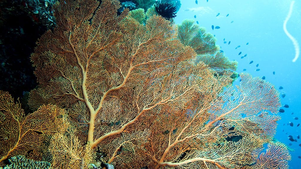 Diving new caledonia isle of pines orange sea fan 9338
