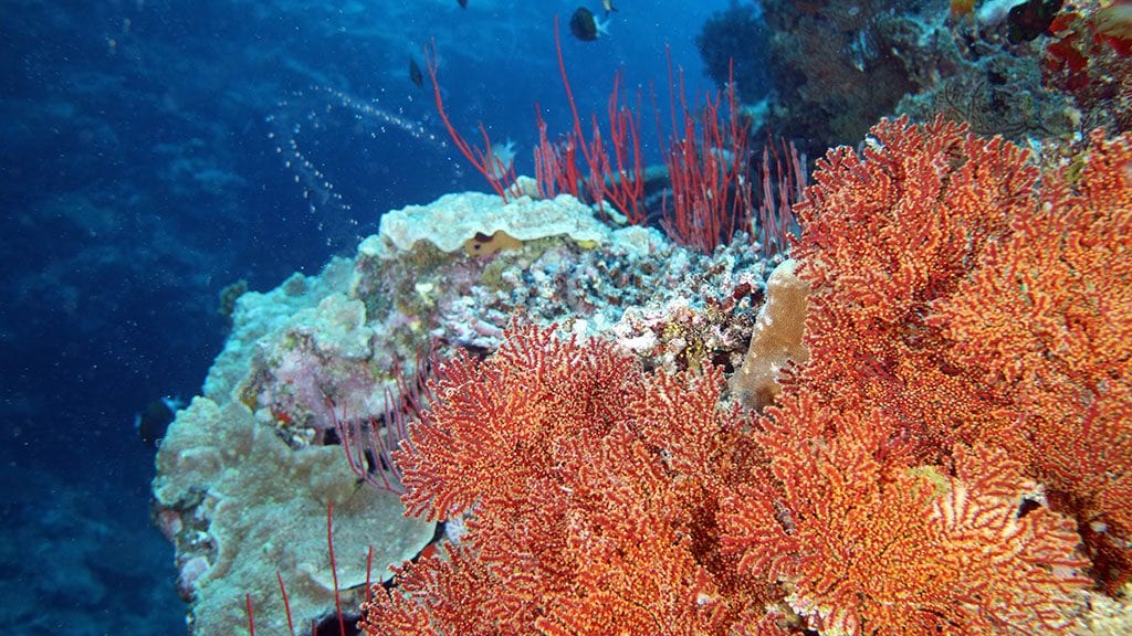 Diving new caledonia isle of pines red fans 9322