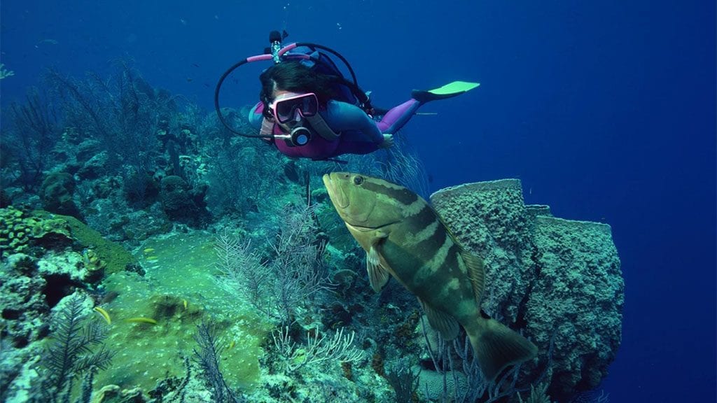 Diving new caledonia noumea abyss plongee diving club diver with grouper