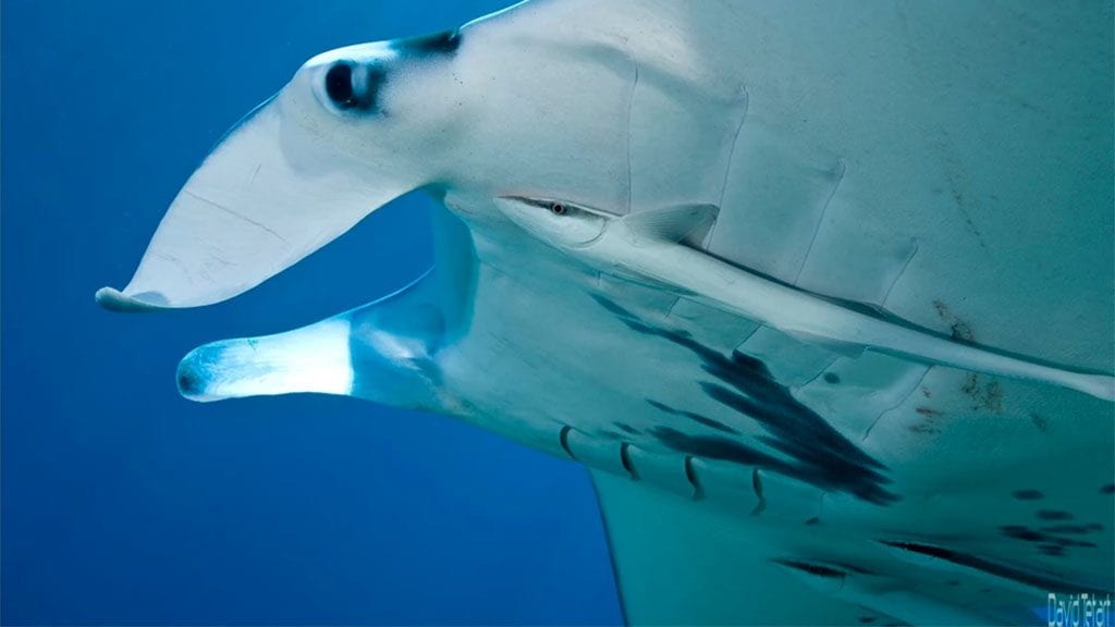 Diving new caledonia noumea abyss plongee diving club manta credit david tetart