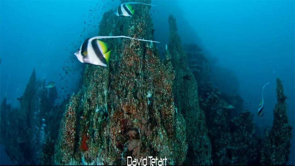 Diving new caledonia noumea abyss plongee diving club prony needle and banner fish credit david tetart