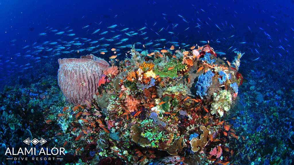 Alami Alor Dive Resort | Dive Alor with Alami Alor Dive Resort coral and basslets