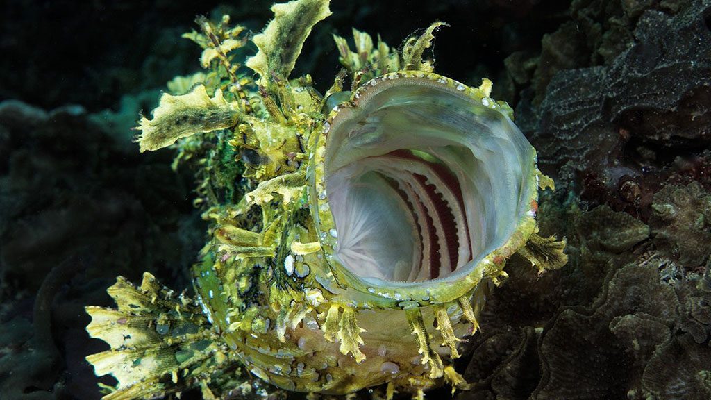 Alami Alor Dive Resort | Dive Alor with Alami Alor Dive Resort frog fish yawning