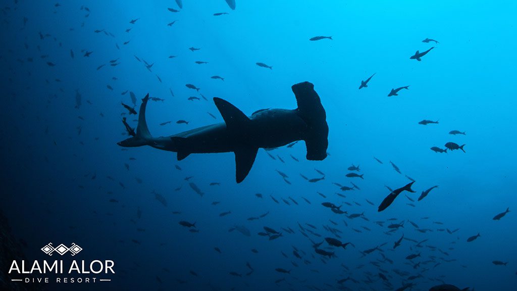 Alami Alor Dive Resort | Dive Alor with Alami Alor Dive Resort hammerhead shark