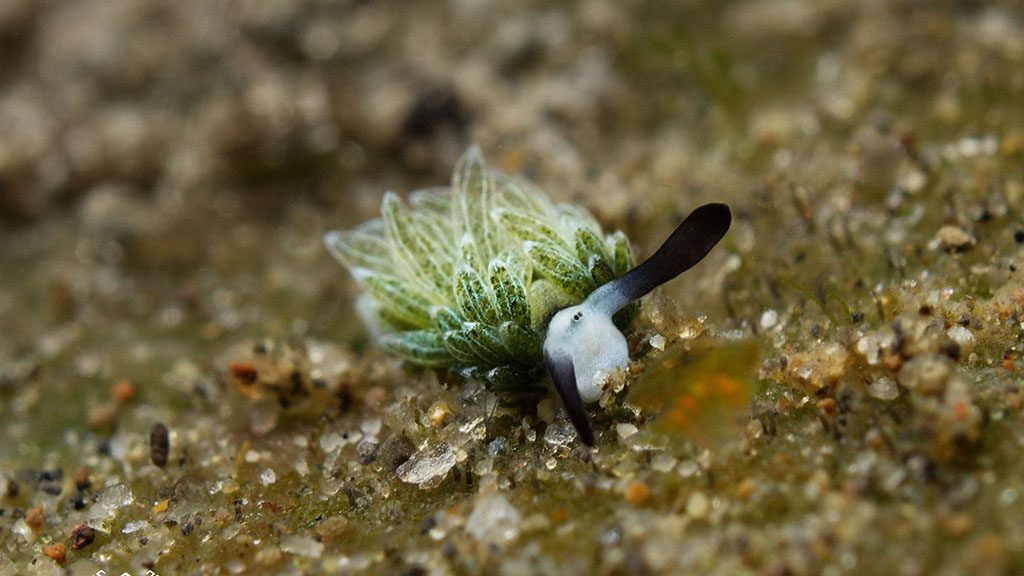 Alami Alor Dive Resort | Dive Alor with Alami Alor Dive Resort shawn the sheep nudibranch