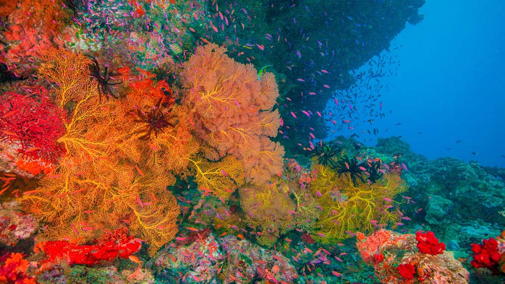 Beqa lagoon resort fiji soft coral diving