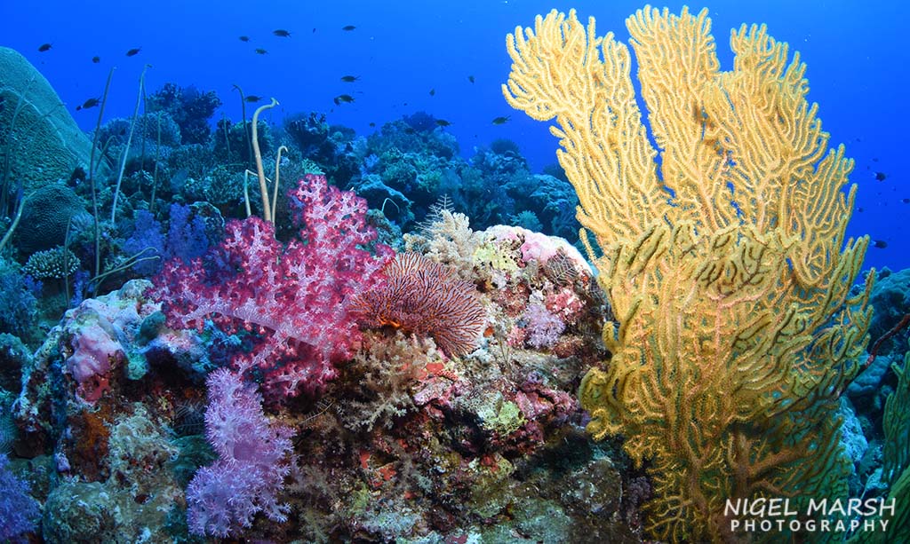 Dive rowley shoals corals