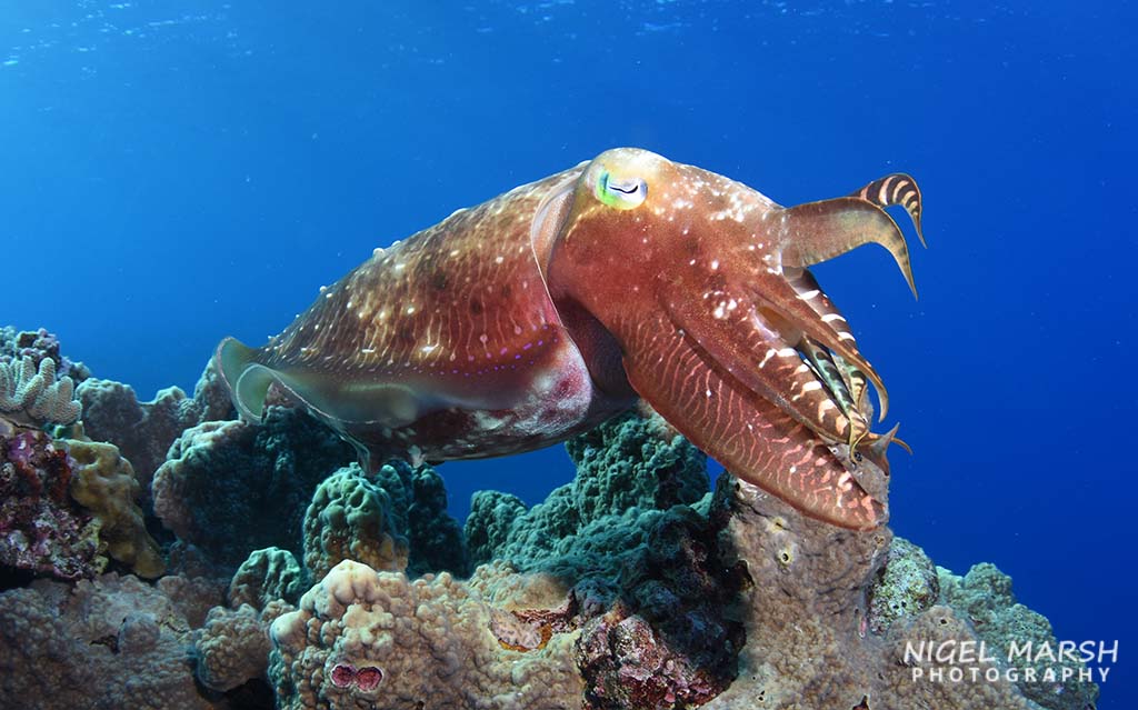 Dive rowley shoals cuttlefish