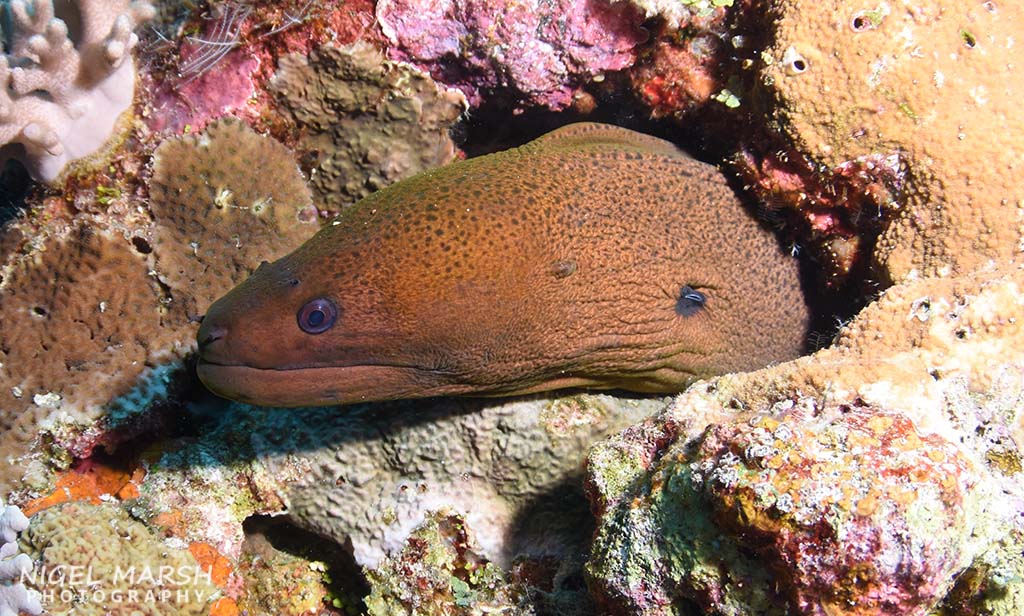 Dive rowley shoals moray