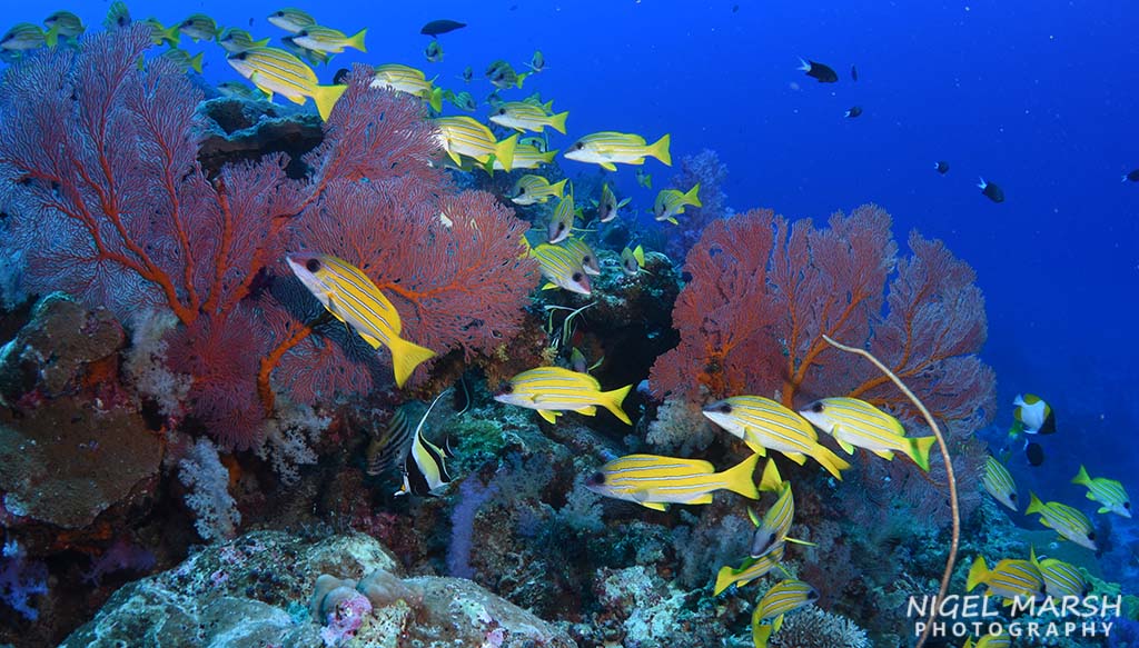 The Rowley Shoals is a chain of three spectacular pristine coral atolls on the very edge of Western Australia’s continental shelf. 