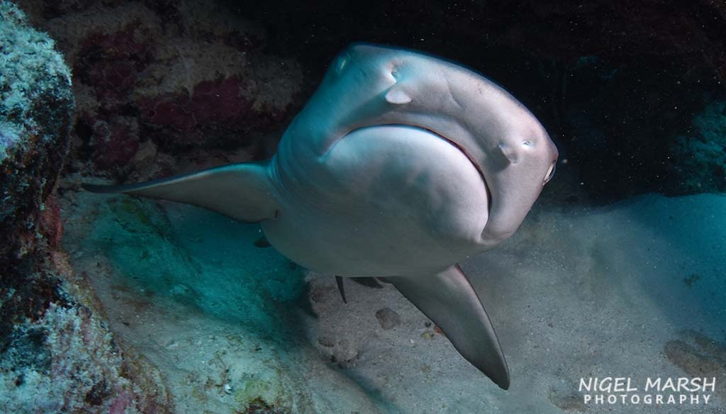 Dive rowley shoals whitetip shark