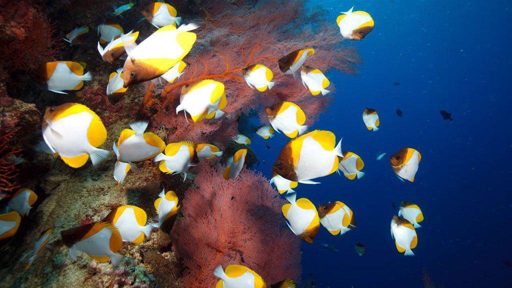 Wet n Dry Adventures Christmas Island in Australia’s Indian Ocean island butterfly fish