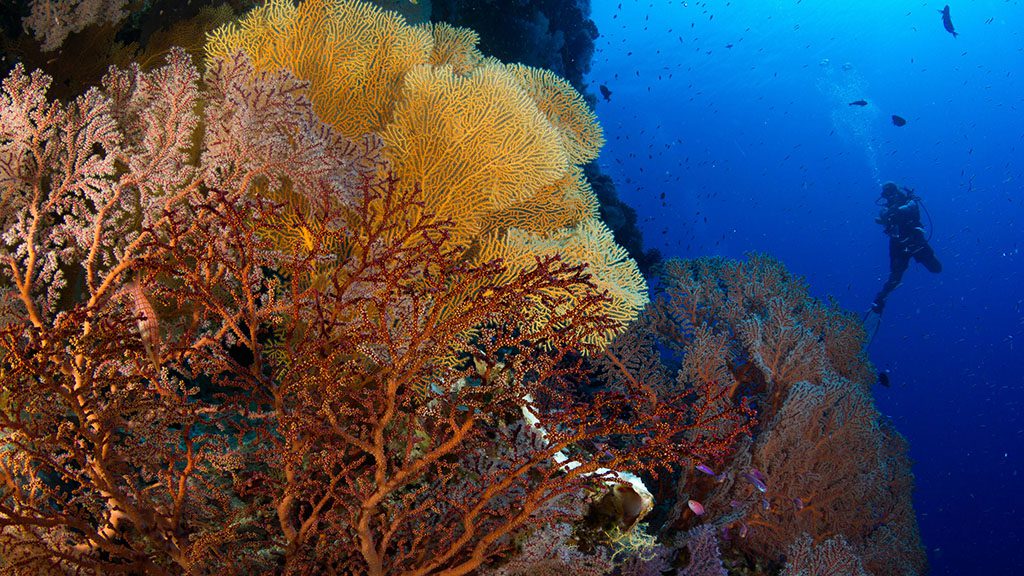 Extra Divers Australia Christmas Island Australia WA