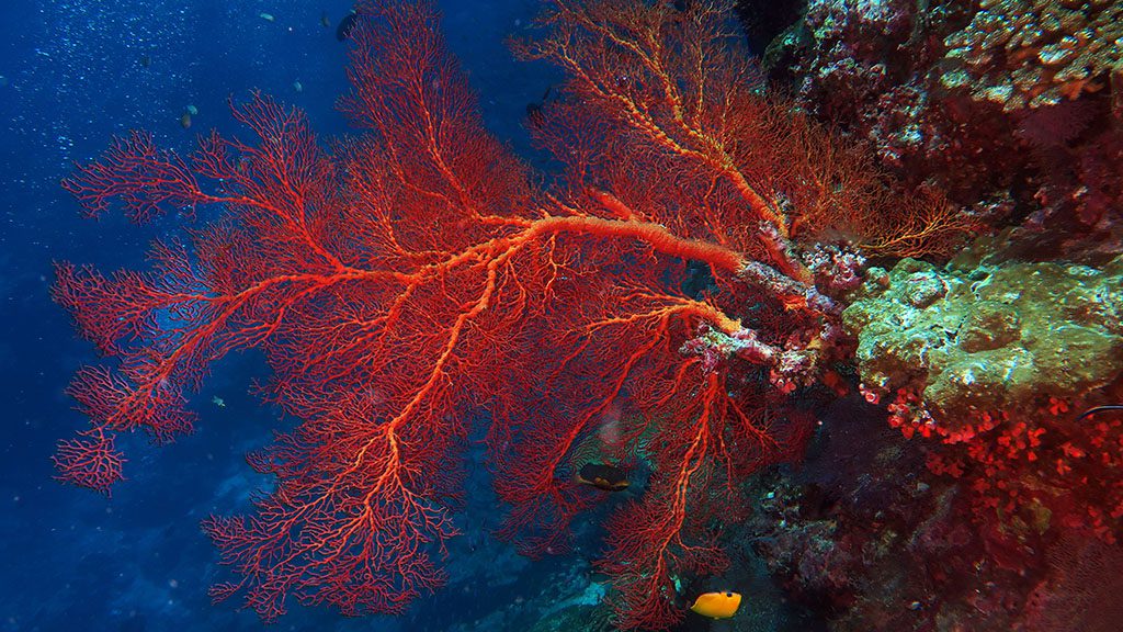 Wet n Dry Adventures Christmas Island in Australia’s Indian Ocean red sea fan