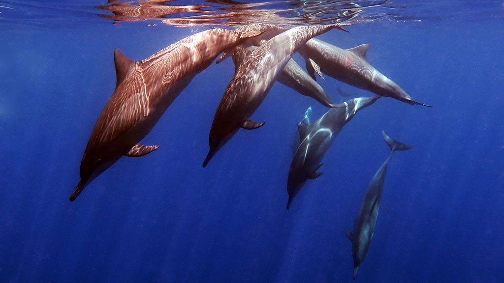 Wet n Dry Adventures Christmas Island in Australia’s Indian Ocean spinner dolphins