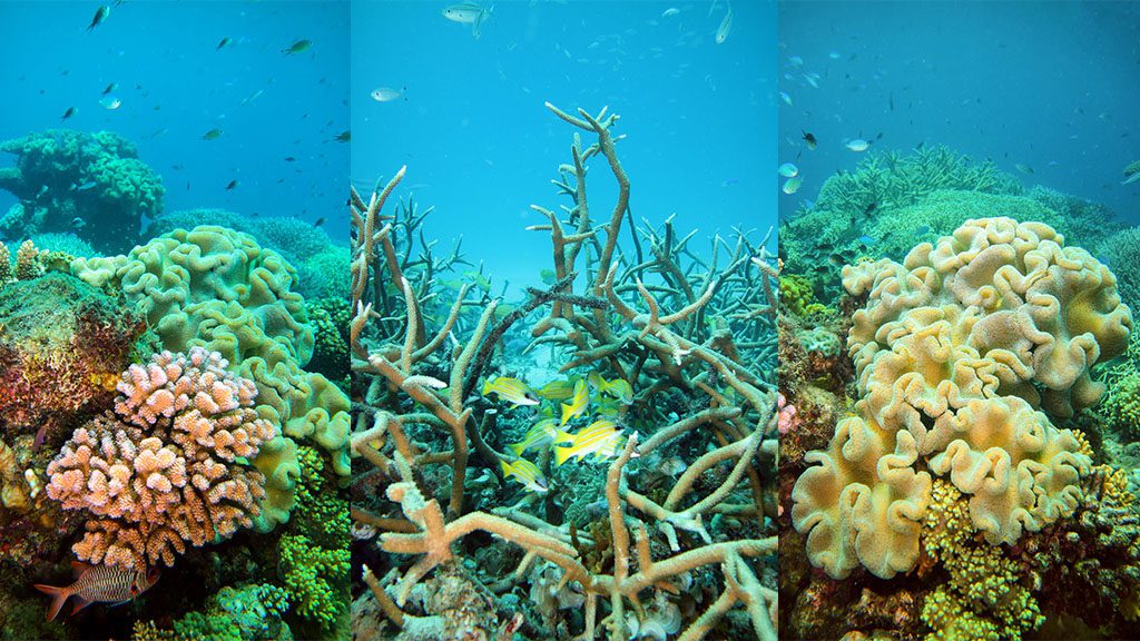 Great barrier reef diving passions of paradise coral reef scenes 2 copy