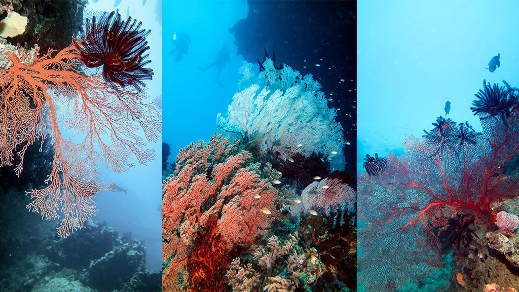 Great barrier reef diving passions of paradise coral reef scenes 3