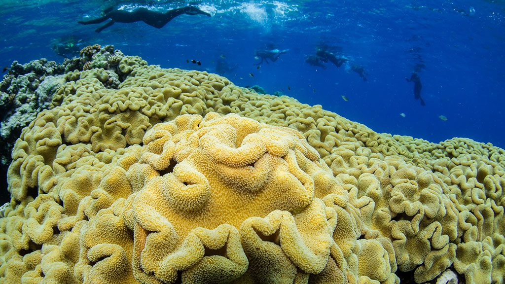 The Great Barrier Reef Today - New Map shows current health of the Reef Milln reef